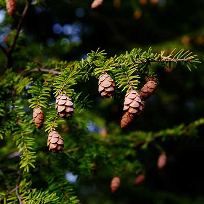 weeping canadian hemlock