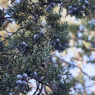 Weeping juniper Tolleson