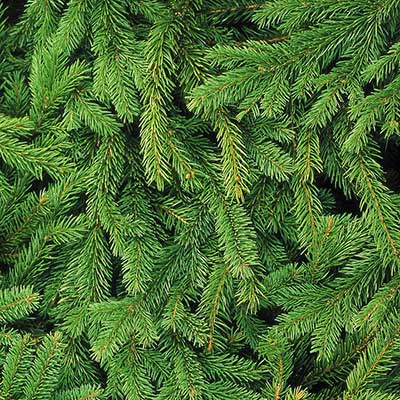 Weeping Serbian spruce