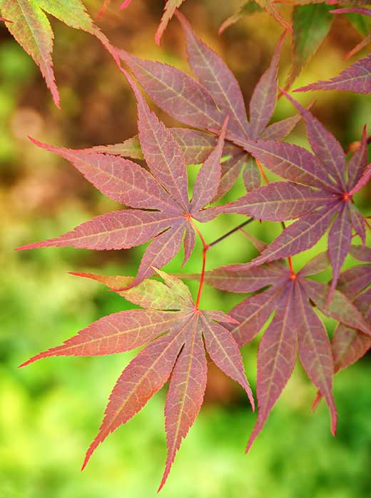 Japanese Maple Adrian's Compact