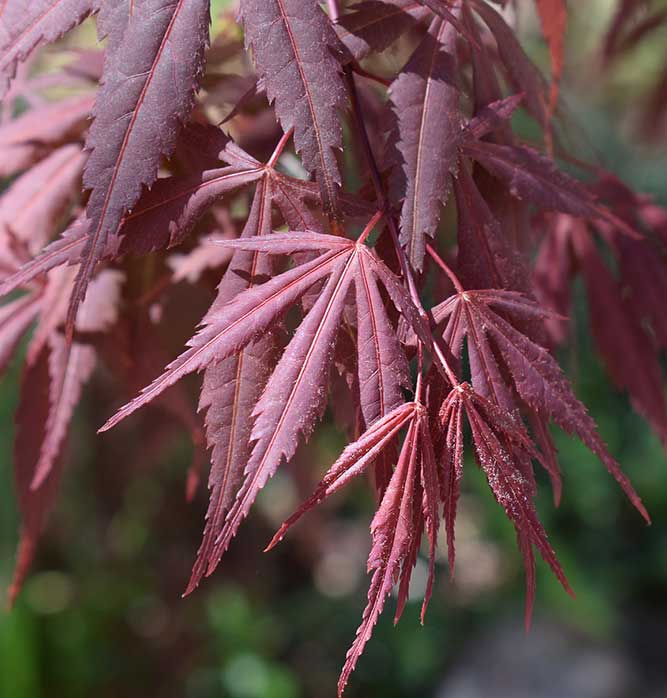 Japanese Maple Crimson Queen Country Bumpkin Nursery 