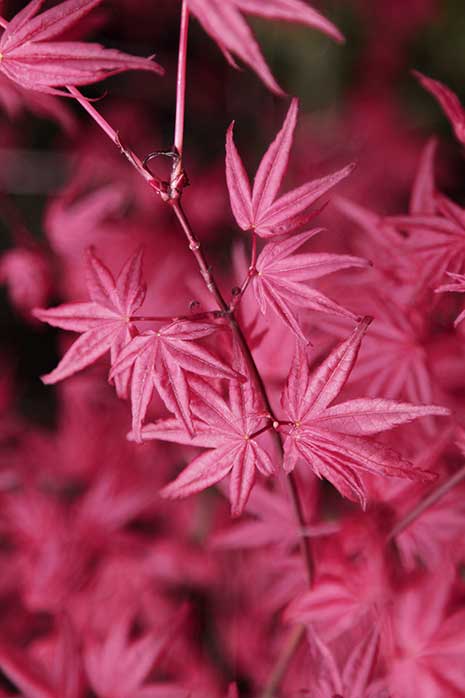 Acer Palmatum Dwarf Pixie