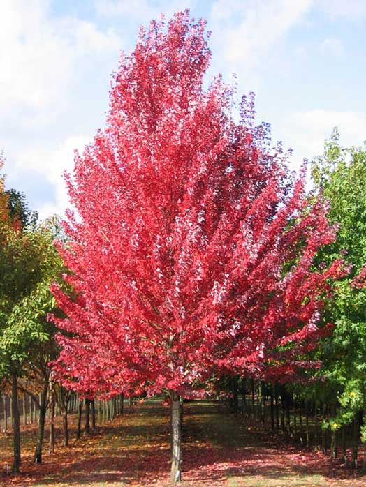 acer rubrum - redpointe maple