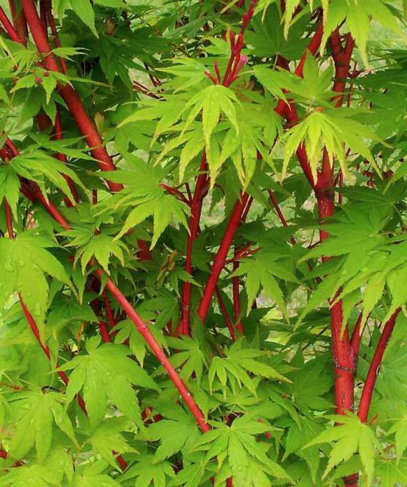 Acer coral