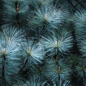 Blue Angel White Pine - Country Bumpkin Plant Nursery