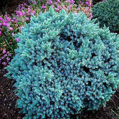 Blue Star Juniper