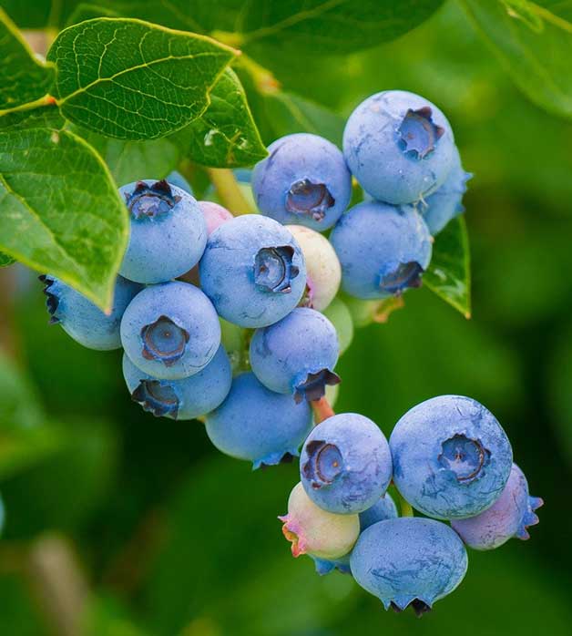 Blueberry Bluecrop shrubs - Country Bumpkin Garden Nursery