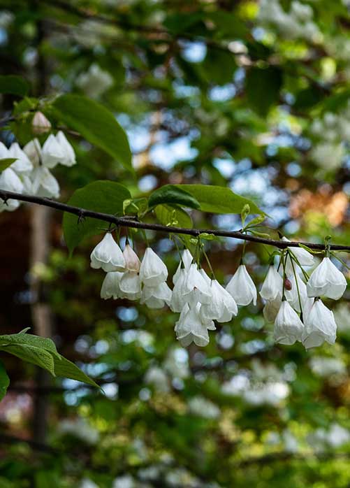 Carolina Silverbell - Halesia carolina