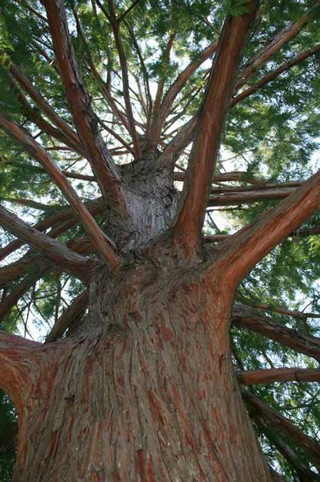 taxodium bald cypress tree trunk
