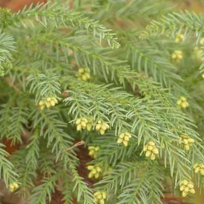 Yoshino Japanese Cedar