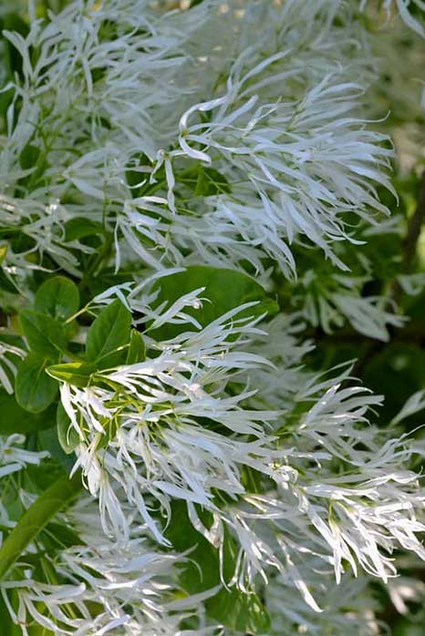 White Fringe Tree