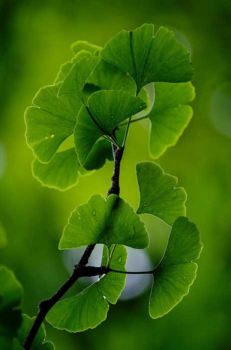 Maidenhair tree Jade Butterflies