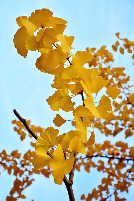 Gingko biloba tree - dwarf maidenhair