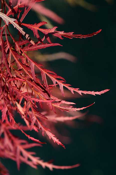 laceleaf Japanese maple Garnet