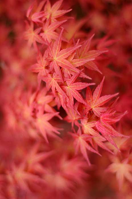 Japanese maple Peaches and Cream