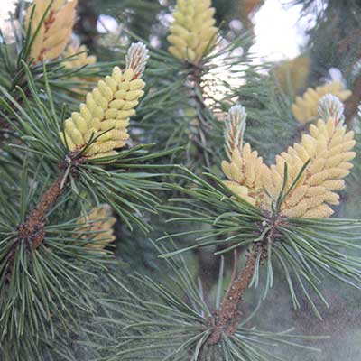 Japanese white pine Cleary