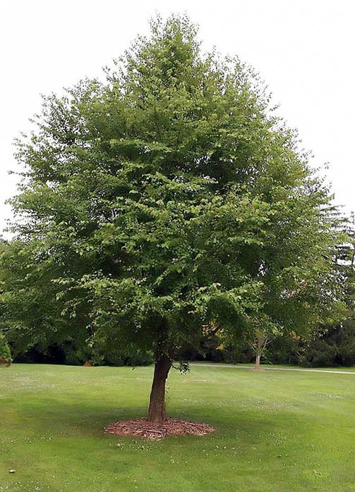 katsura tree