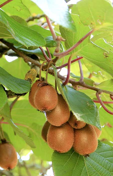 hardy kiwi vine