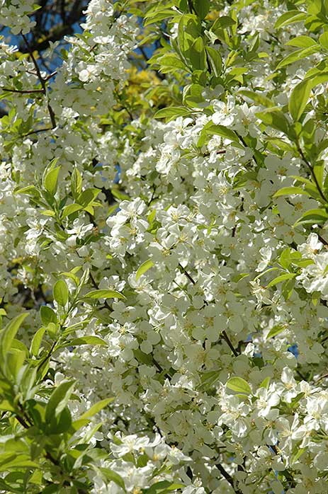 lollipop crabapple