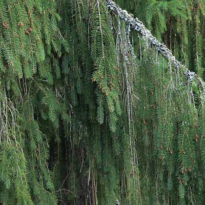 Weeping Norway spruce