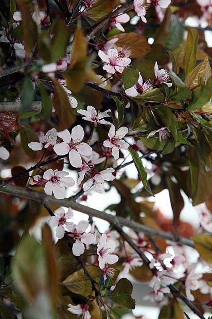 Cherry plum tree