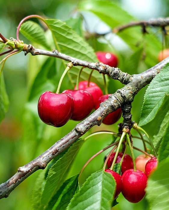 Fruit trees - Nanking cherry