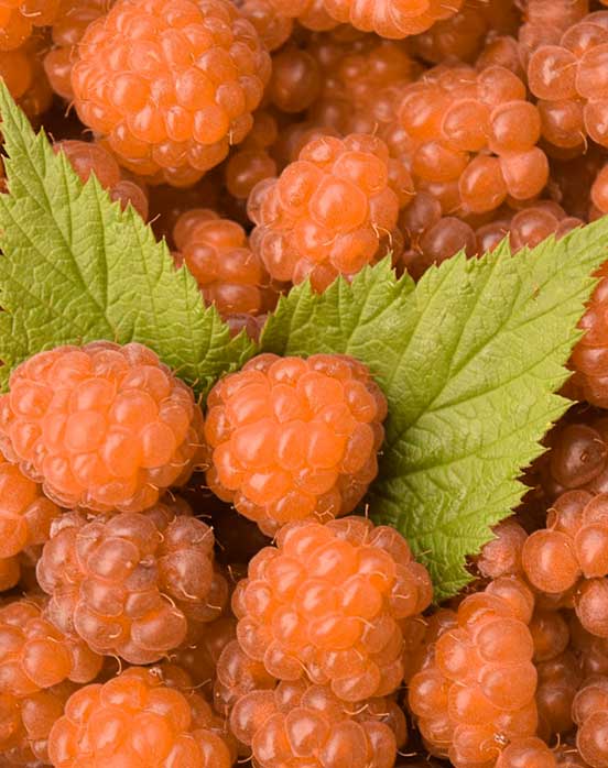 fallgold raspberry - yellow raspberries