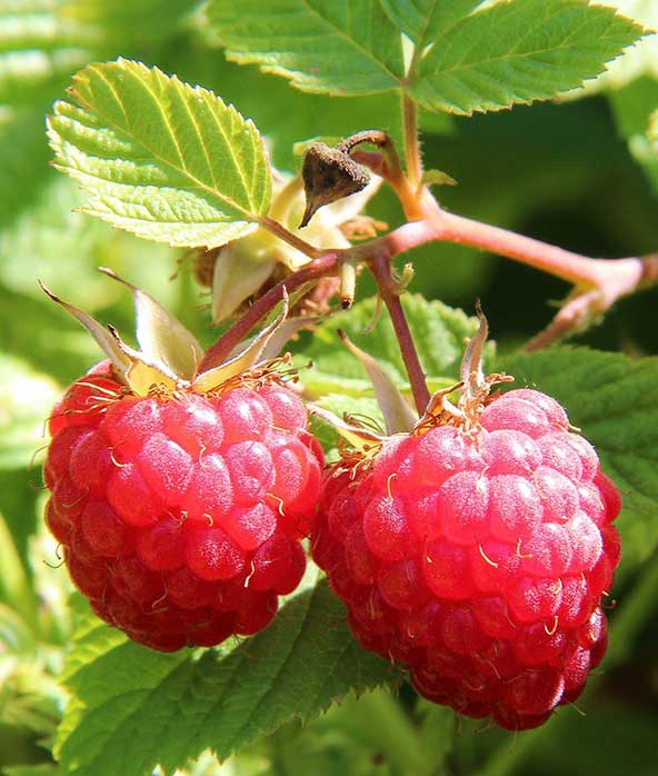 red raspberry