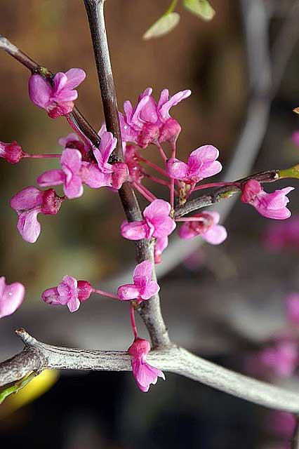 Redbud Lavender Twist