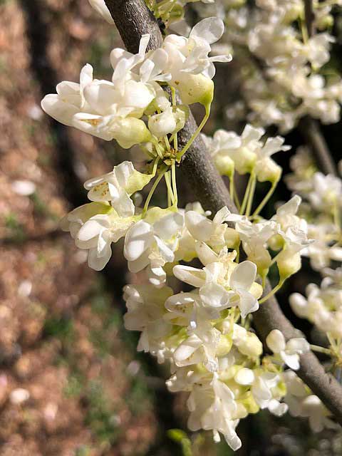 Vanilla Twist Weeping redbud