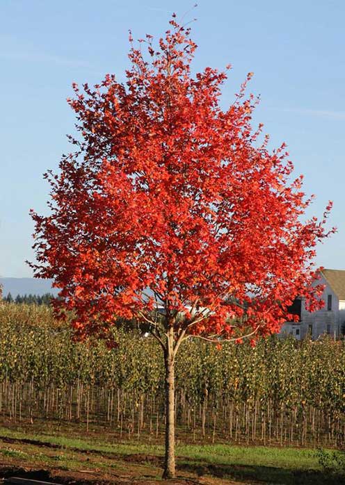 sienna glen maple - acer freemanii sienna