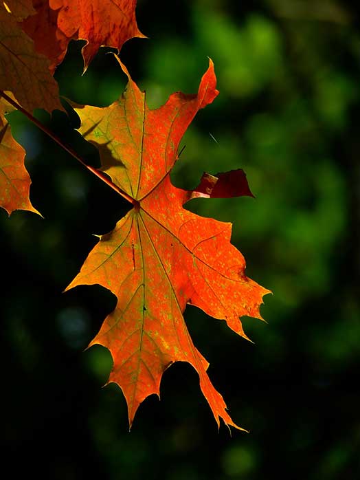 acer saccharum - fall fiesta sugar maple