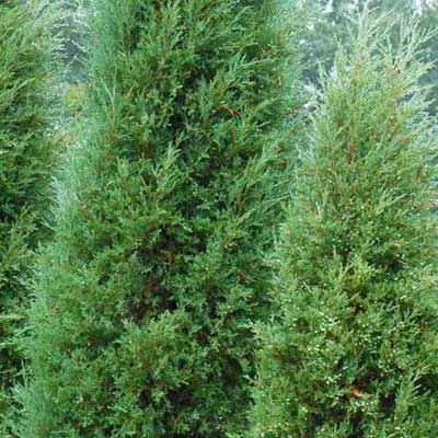 Red Cedar Juniper - Country Bumpkin Plant Nursery