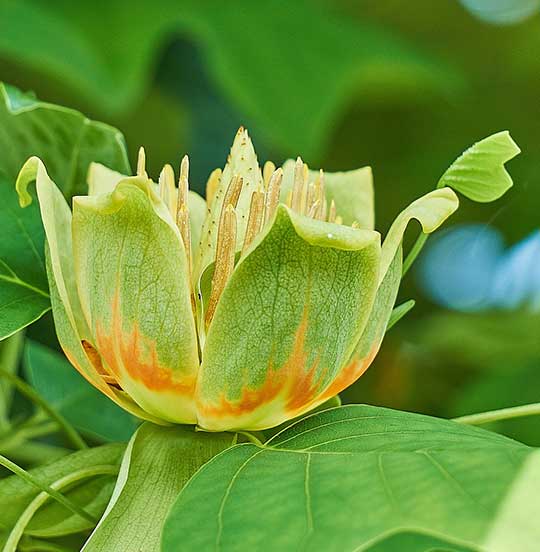 Tulip tree - liriodendron