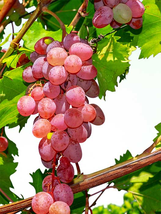 Fox grape - vitis reliance