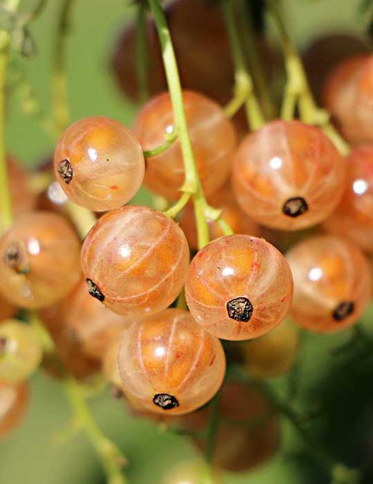 white currant - ribes