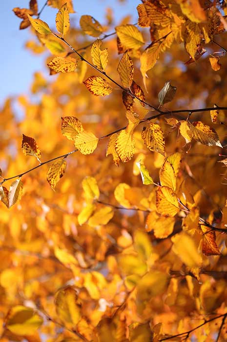 Zelkova - Japanese zelkova