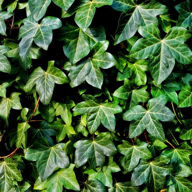 Baltic ivy - Enflish ivy - Hedera helix