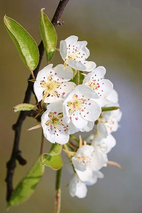 Bartlett Pear Tree