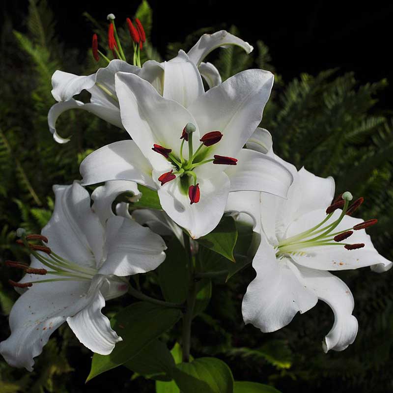 Oriental lily