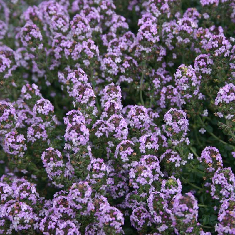 Creeping thyme