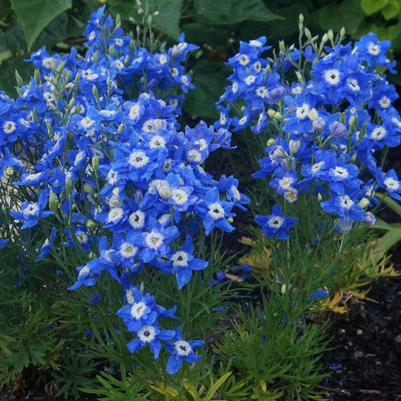 Delphinium grandiflorum 'Summer Nights