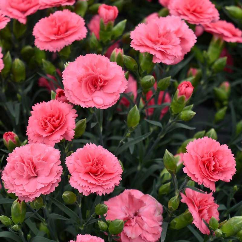 ANTIQUE PERENNIAL ACHILLEA PINKEN FLUSH – Poyntons Nursery