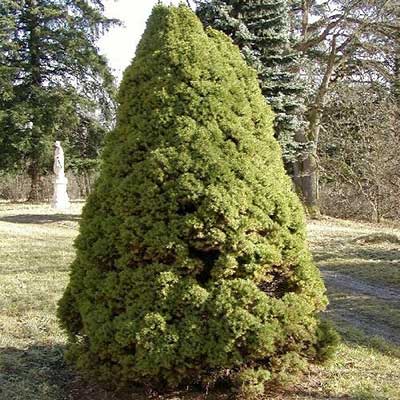 Dwarf Alberta spruce