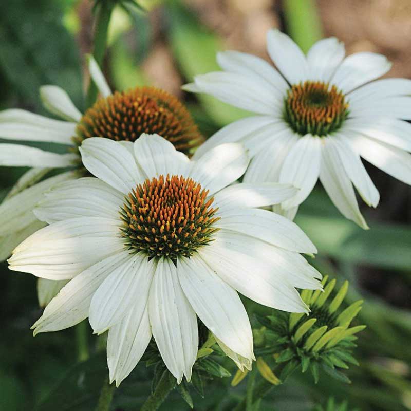 Coneflower - echinacea