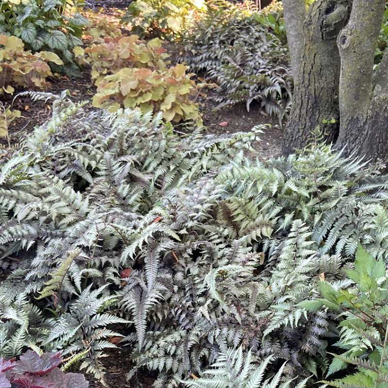 ferns