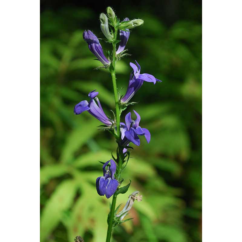 Great blue lobelia