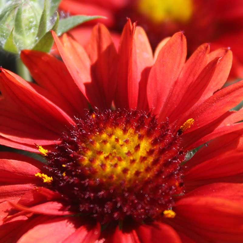 Blanket flower - gaillardia