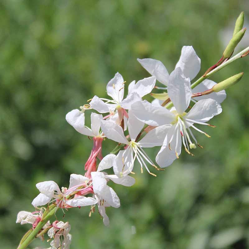 gaura - bee blossom - wandflower