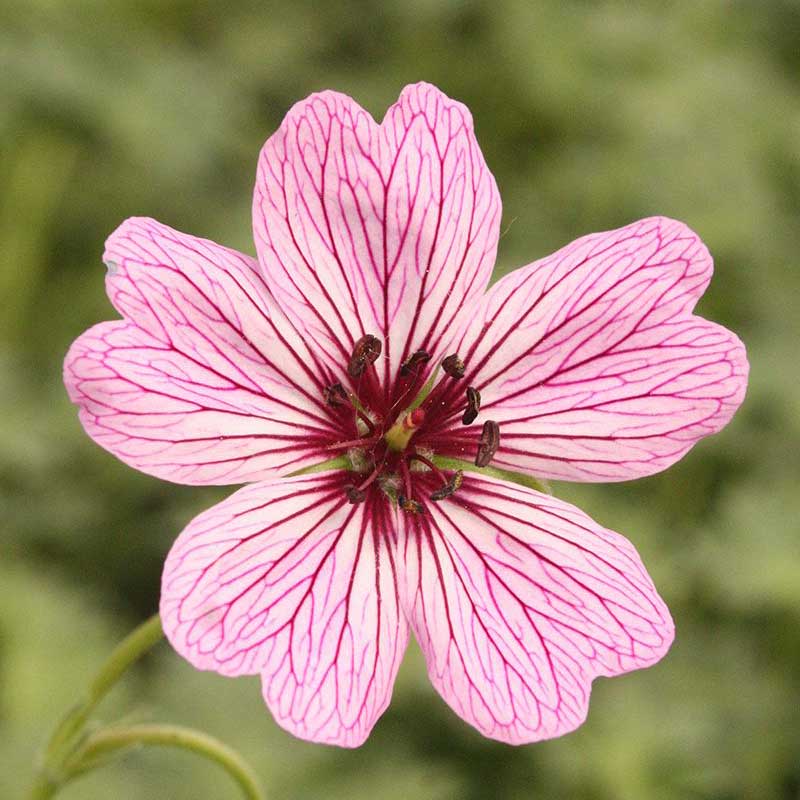 Hardy geranium - Cranesbill